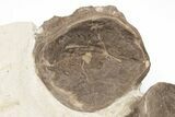 Fossil Xiphactinus (Cretaceous Fish) Vertebrae in Situ - Kansas #208110-2